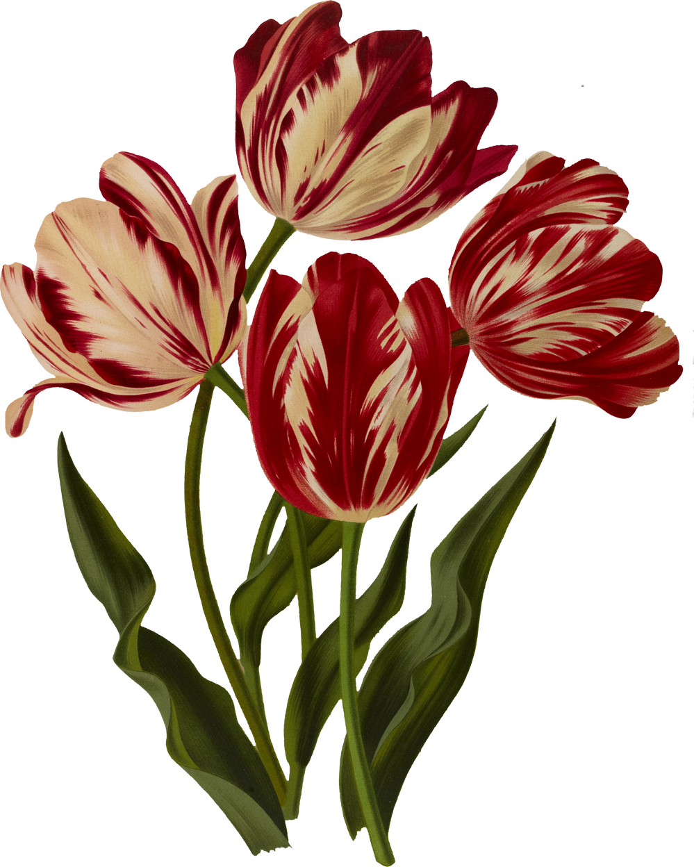 Rose tulip flower